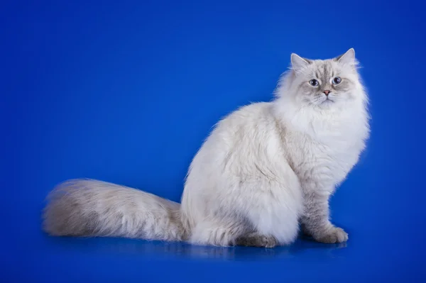 Gatto siberiano su sfondo blu isolato — Foto Stock