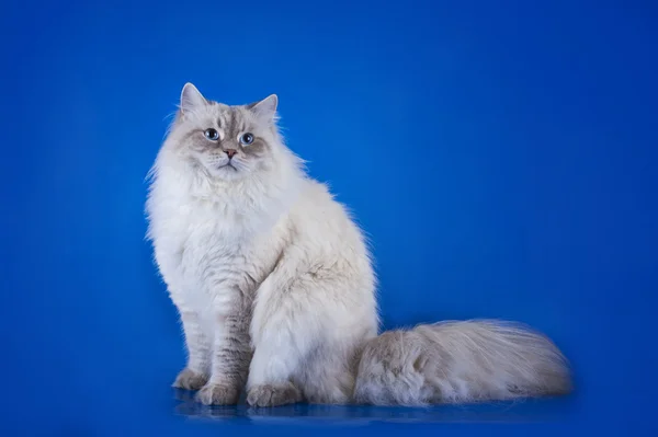 Sibirisk katt på blå bakgrund isolerade — Stockfoto