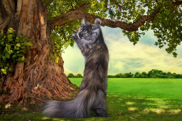 Maine Coon katt jagar sommardag — Stockfoto