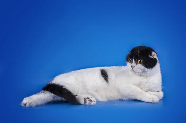 Scottish Fold katt på blå bakgrund isolerade — Stockfoto