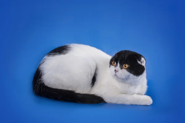 Scottish Fold katt på blå bakgrund isolerade — Stockfoto