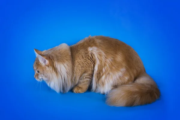 Czerwony kot syberyjski na na białym tle niebieski — Zdjęcie stockowe
