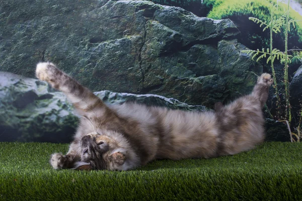 Мейн Кун кішка полює літній день — стокове фото