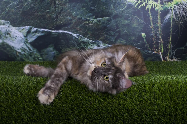 Мейн Кун кішка полює літній день — стокове фото