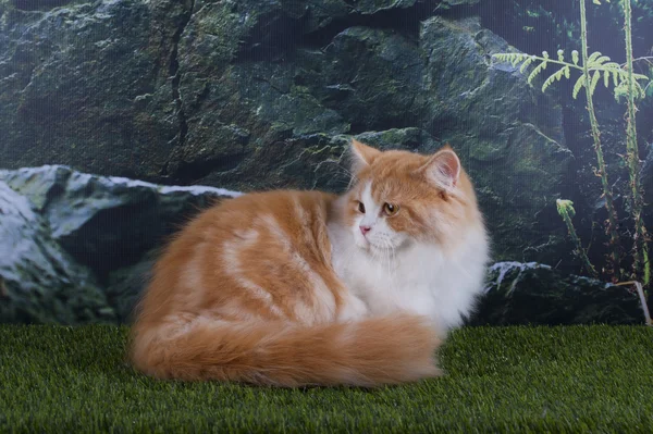 Шотландський кішка грати на траві каменів — стокове фото