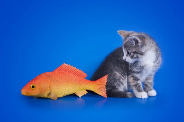 Kitten op een blauwe achtergrond van geïsoleerde — Stockfoto