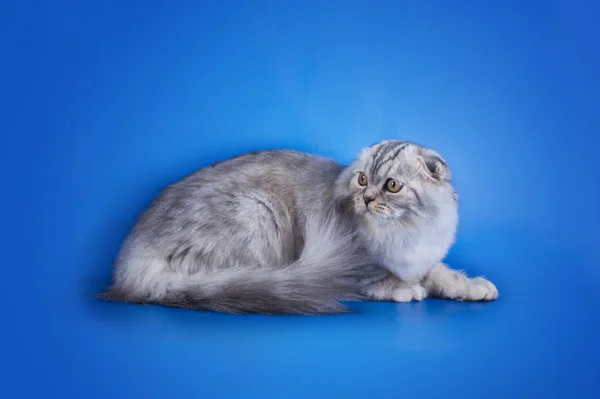 Шотландська висловуха кішка на синьому тлі ізольовані — стокове фото