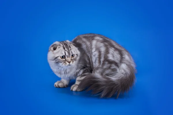 Скоттиш Фолд кот на голубом фоне изолированы — стоковое фото