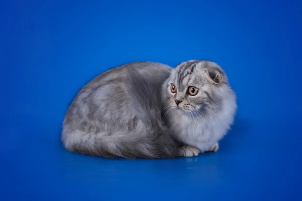 Scottish Fold chat sur un fond bleu isolé — Photo
