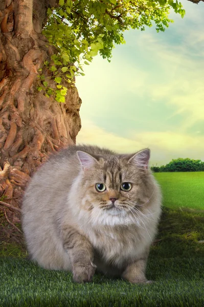 Brittiska katt går på gräset sommardag — Stockfoto