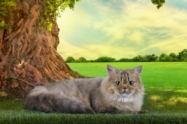 Britse kat loopt op het gras zomerdag — Stockfoto