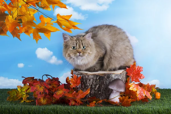 Britse kat is rusten op een stomp herfstdag — Stockfoto