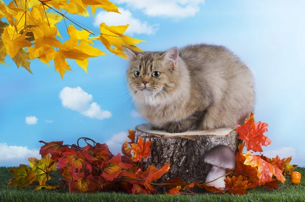 Britse kat is rusten op een stomp herfstdag — Stockfoto