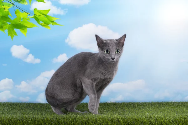 Russian blue cat is walking on the grass