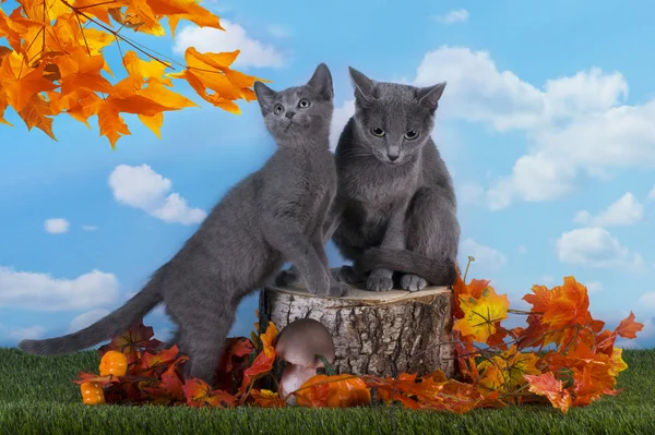 Russian blue cat is walking on the grass