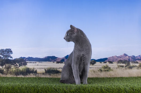 Російський синій кіт на фоні степу і гори — стокове фото