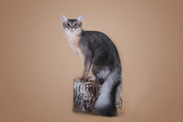 Gato somalí sentado en un tocón de árbol en el estudio —  Fotos de Stock