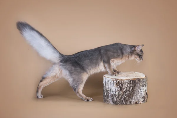 Somaliska katt sitter på en stubbe i studion — Stockfoto