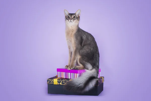 Somali cat on a purple background isolated — Stock Photo, Image