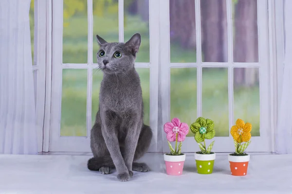 Ruská modrá kočka u okna v domě, země — Stock fotografie