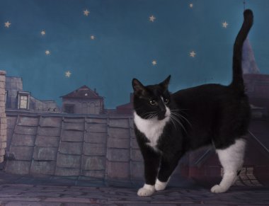 Evsiz kedi geceleri çatıda yürüyüş