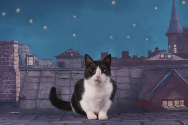 Evsiz kedi geceleri çatıda yürüyüş