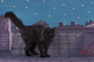 Evsiz kedi geceleri çatıda yürüyüş