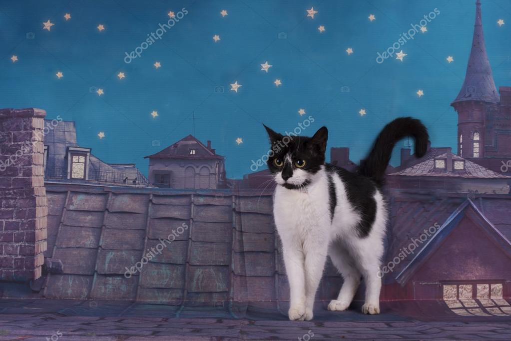 Homeless cat walking on the roof at night Stock Photo by ©kuban_girl  90586728
