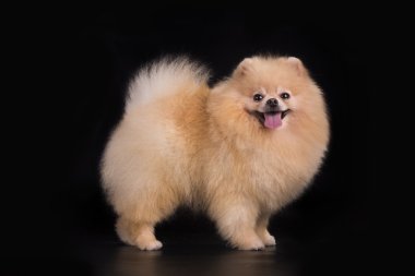 izole siyah arka plan üzerine genç Pomeranian