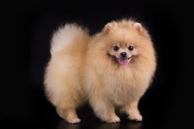 izole siyah arka plan üzerine genç Pomeranian