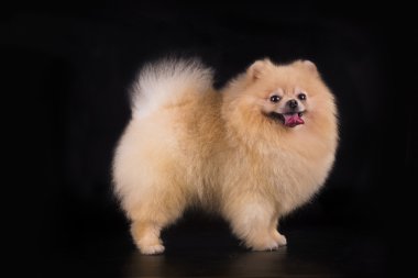 izole siyah arka plan üzerine genç Pomeranian