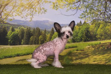Çince Tepeli Köpek yavrusu yaz günü bahçede oynarken