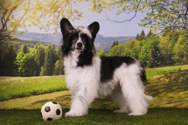 Çince Tepeli Köpek yavrusu yaz günü bahçede oynarken