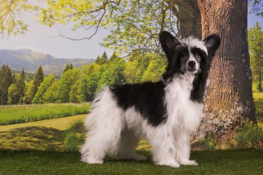 Çince Tepeli Köpek yavrusu yaz günü bahçede oynarken