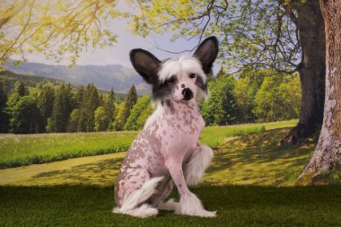 Çince Tepeli Köpek yavrusu yaz günü bahçede oynarken