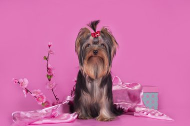 Yorkshire terrier köpek izole renkli bir arka plan üzerinde