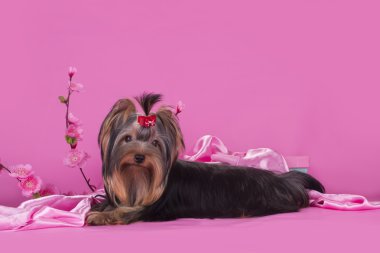Yorkshire terrier köpek izole renkli bir arka plan üzerinde