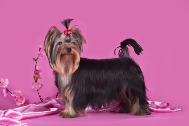 Yorkshire terrier köpek izole renkli bir arka plan üzerinde