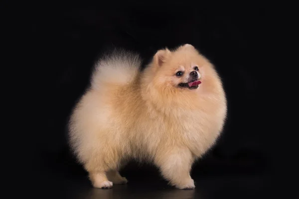 Young Pomeranian on black background isolated — Stock Photo, Image