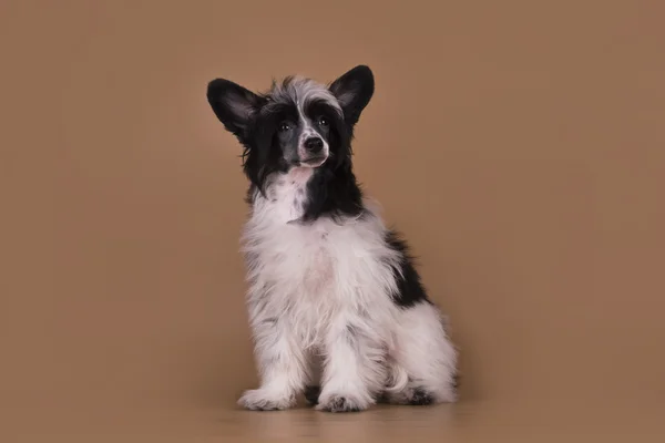 Chino cresta cachorro aislado sobre un fondo de color —  Fotos de Stock