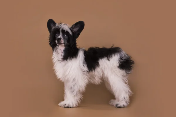Chino cresta cachorro aislado sobre un fondo de color —  Fotos de Stock