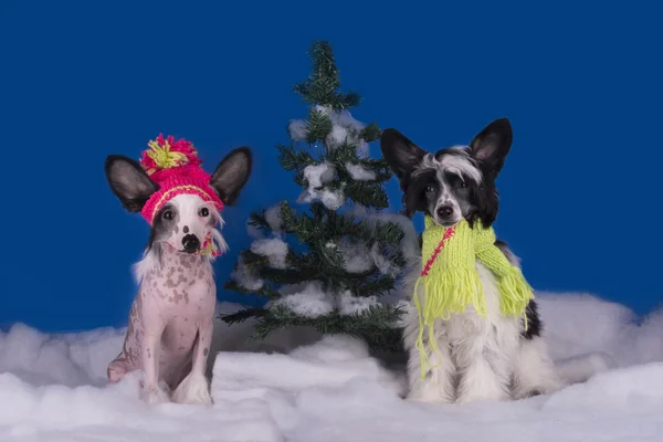 トキは、雪に覆われた木で遊ぶ子犬 — ストック写真