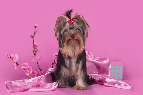 Yorkshire terrier valp på en färgad bakgrund isolerade — Stockfoto