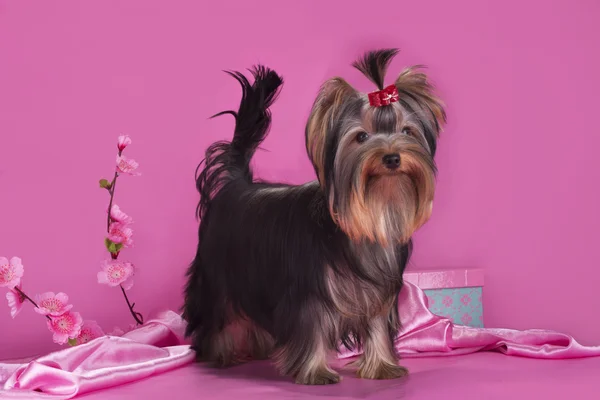 Yorkshire terrier cachorro em um fundo colorido isolado — Fotografia de Stock