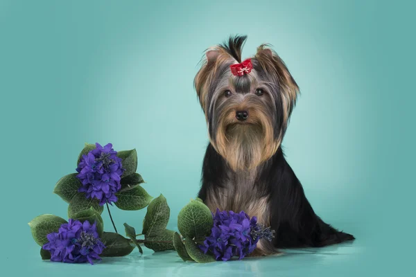 Puppy van de Terriër van Yorkshire op een gekleurde achtergrond geïsoleerd — Stockfoto