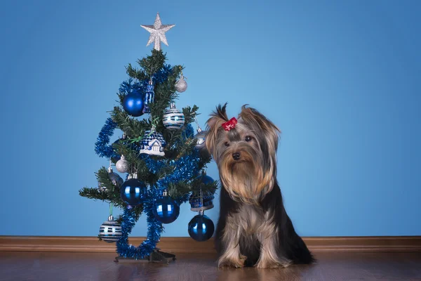 요크 셔 테리어 강아지 크리스마스 트리 근처 앉아 — 스톡 사진