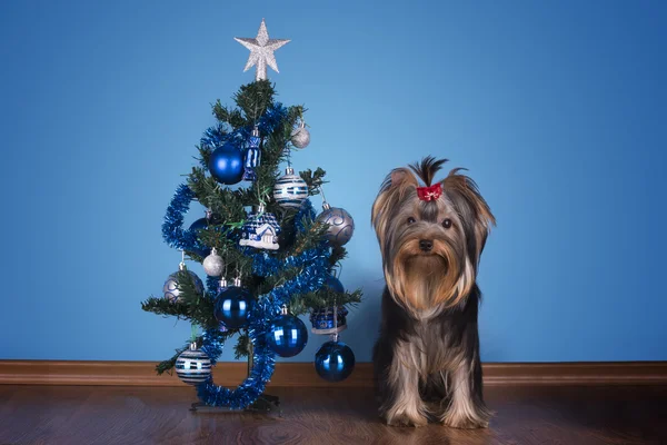 요크 셔 테리어 강아지 크리스마스 트리 근처 앉아 — 스톡 사진
