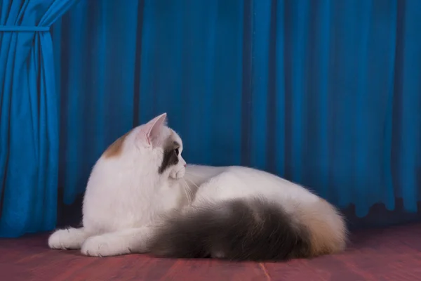 Weiße Katze spielt auf der Bühne — Stockfoto