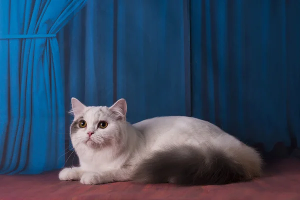 Sahne Alanı'nda oynayan beyaz kedi — Stok fotoğraf