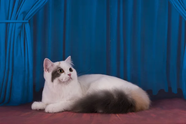 무대에서 노는 흰 고양이 — 스톡 사진